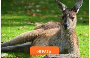 Австралийские Лотереи Не Перестают Удивлять Нас. Австралийка Выиграла 9,6 млн Долларов!